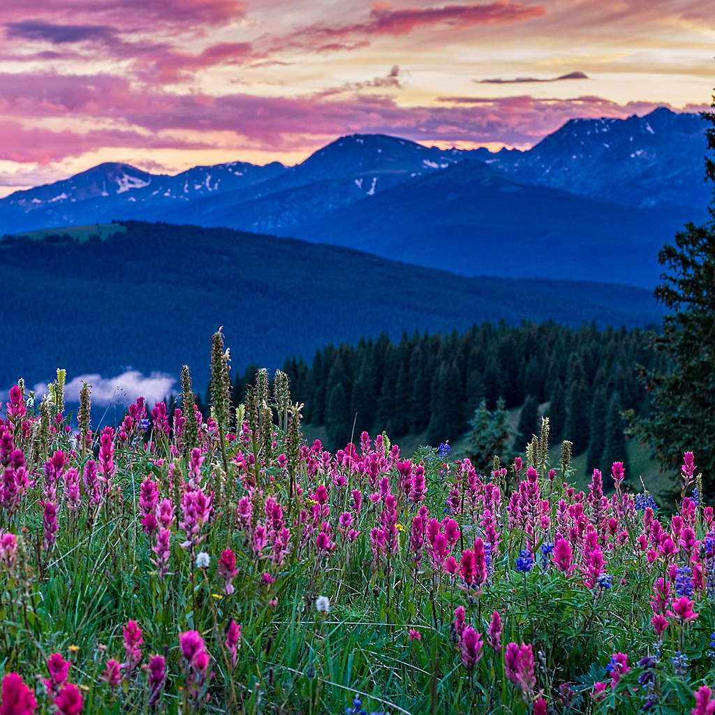 directory-colorado-wildflowers-gore-range-scenic-landscape